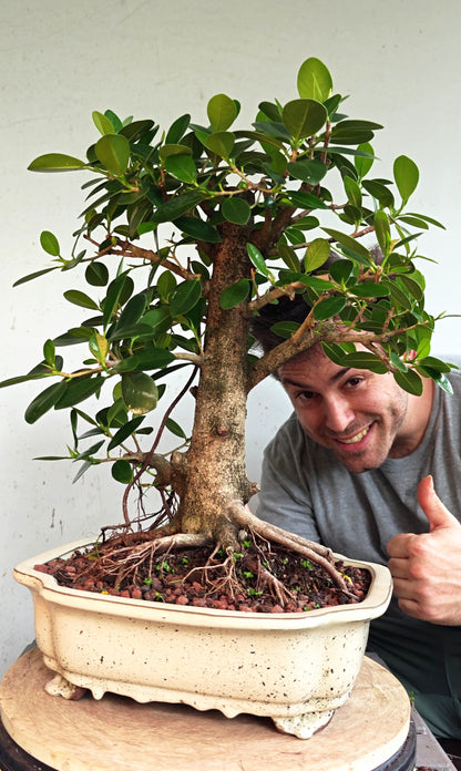 Ficus Microcarpa - Green Island Ficus - 12 inch Glazed Rectangle