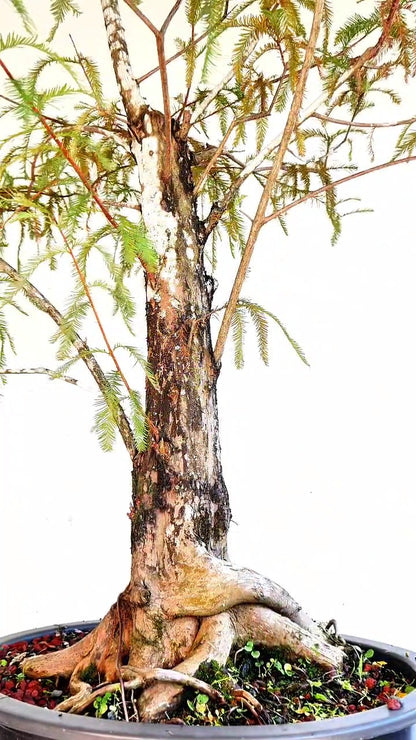 Bald Cyress Bonsai - 18 inch plastic pot