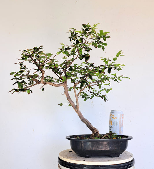 Jabuticaba - 11 inch plastic bonsai pot