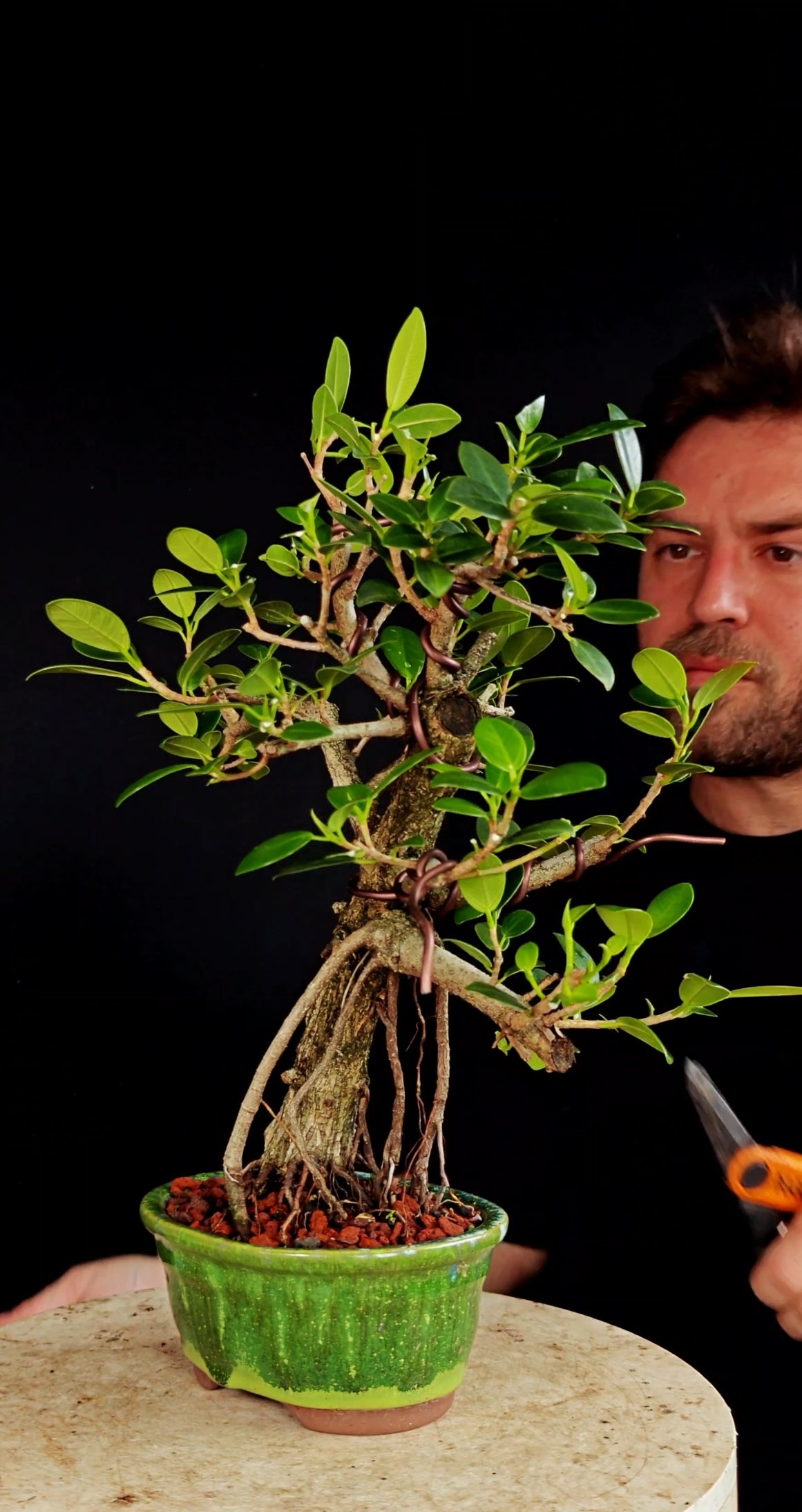 Ficus Microcarpa - 6 Inch Glazed Bosai Pot