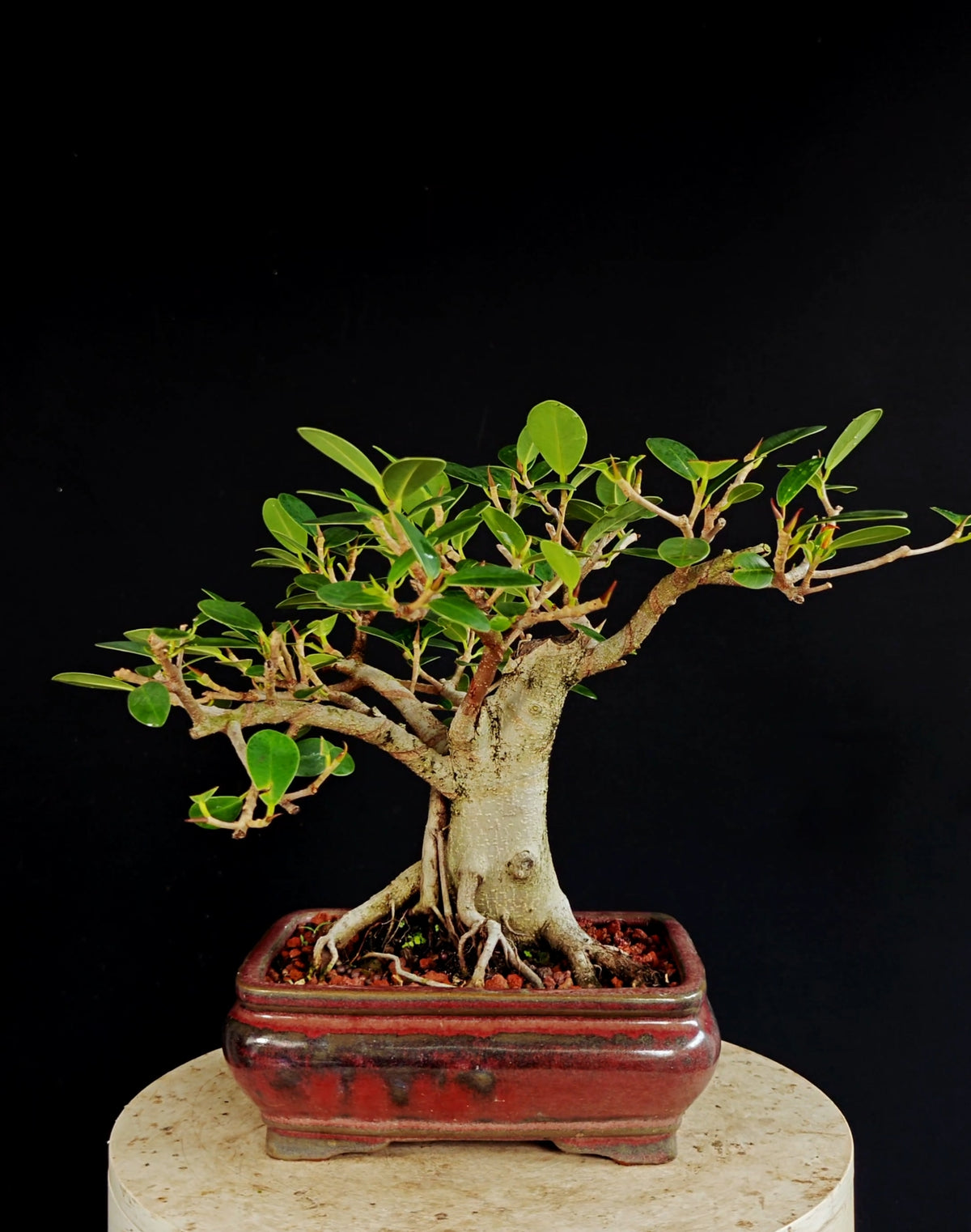 Ficus Microcarpa - 8 inch Glazed Rectangle