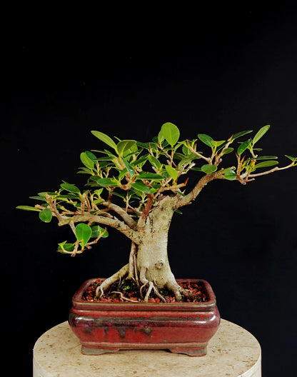Ficus Microcarpa - 8 inch Glazed Rectangle