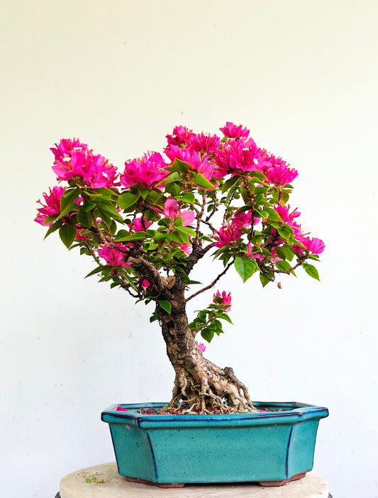 Pixie Bougainvillea Specimen Bonsai - 10 Inch Glazed Rectangle