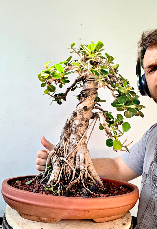 Green Island Ficus - Specimen Bonsai - 13 unglazed inch pot
