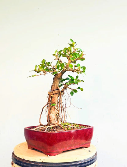 Green Island Ficus - Specimen Bonsai - glazed 10 inch pot