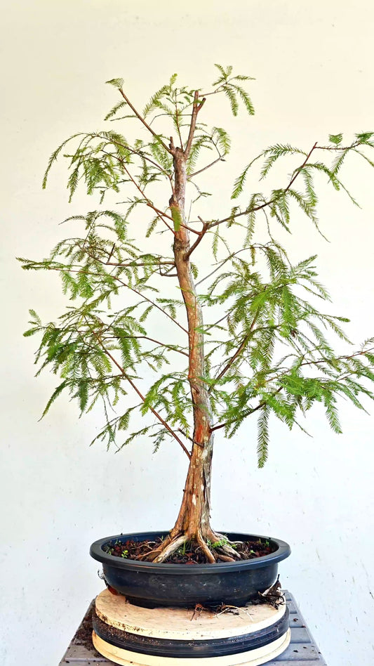 Bald Cyress Bonsai - 15 inch Plastic Pot