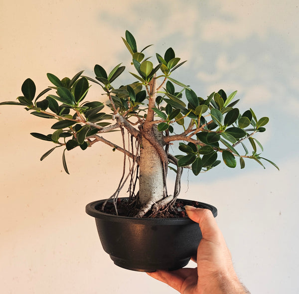 Green Island Ficus With Aerial Roots - 7 inch plastic pot