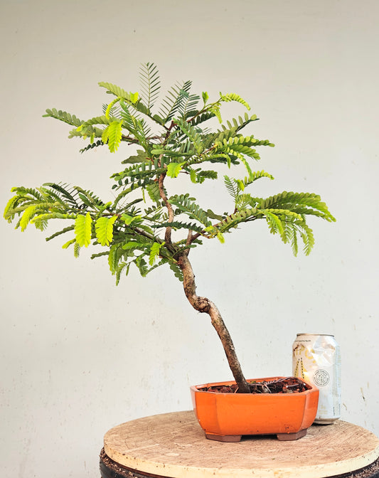 Tamarind Specimen Bonsai - 4 inch cement pot