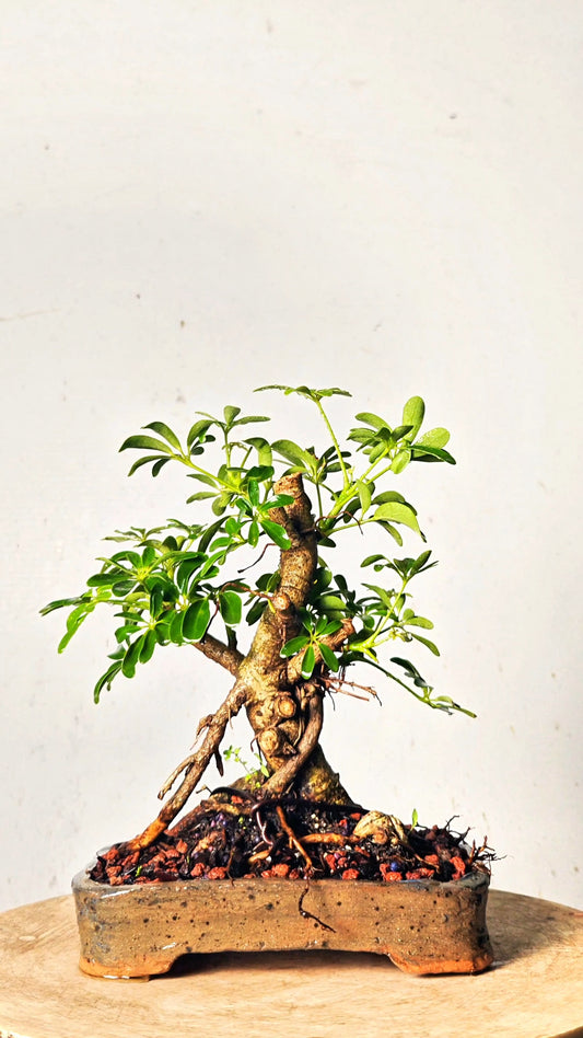 Dwarf Schefflera Bonsai - 8 inch Handmade Bonsai Pot
