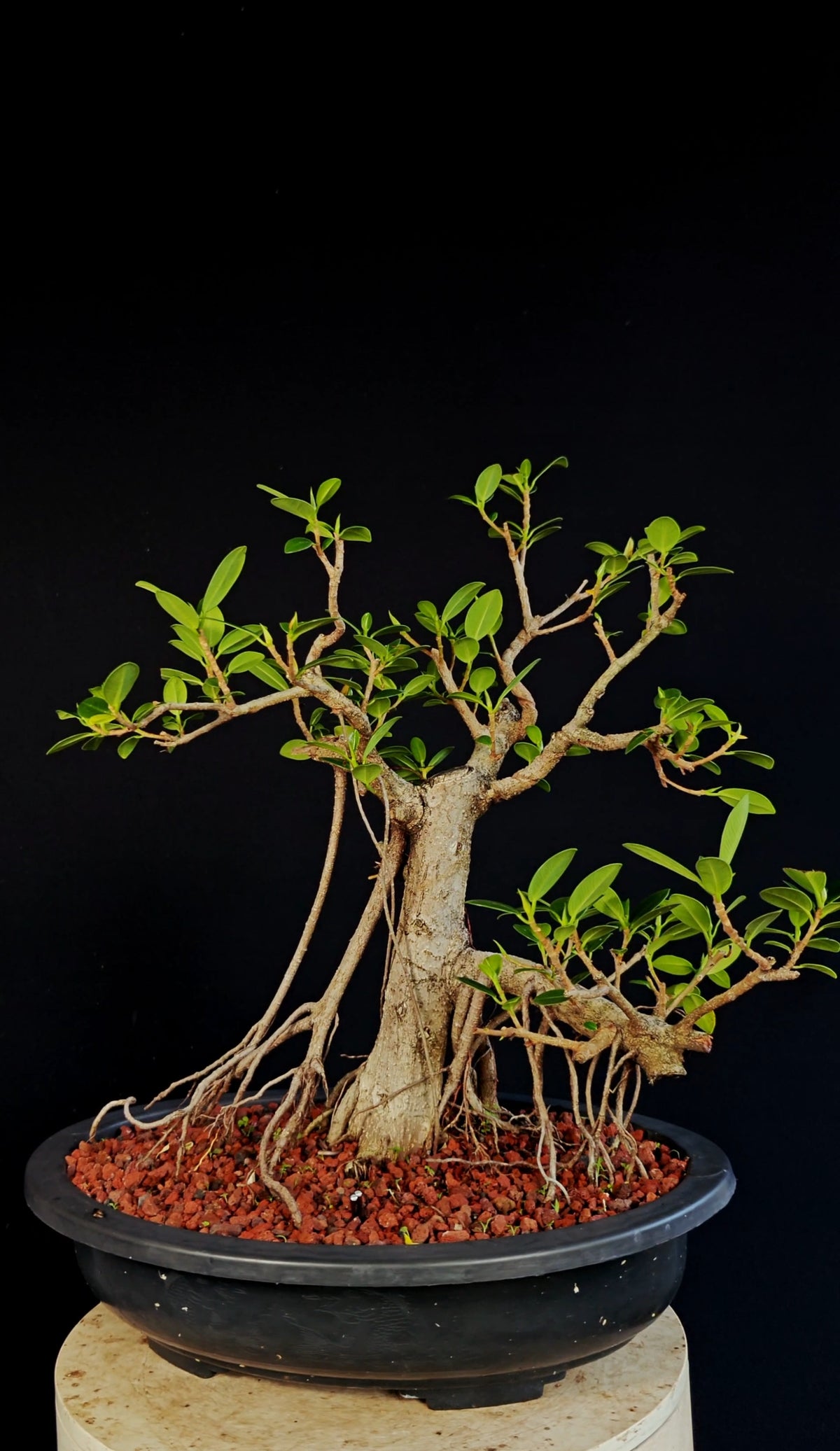 Ficus Microcarpa - 15 Inch Plastic Bosai Pot