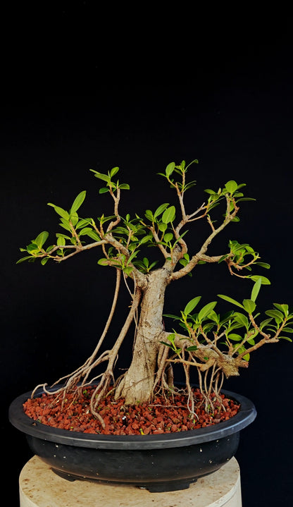 Ficus Microcarpa - 15 Inch Plastic Bosai Pot