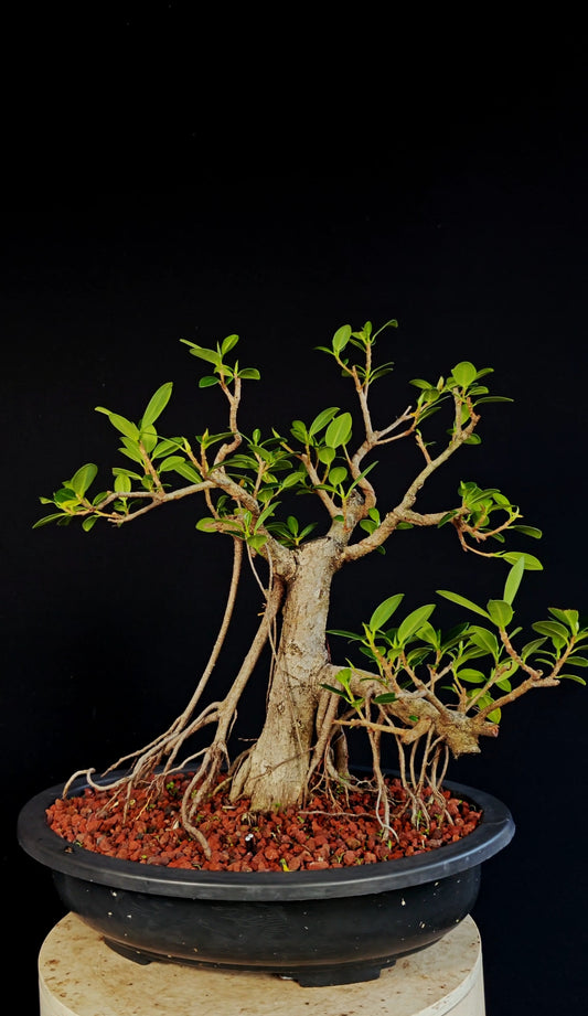Ficus Microcarpa - 15 Inch Plastic Bosai Pot