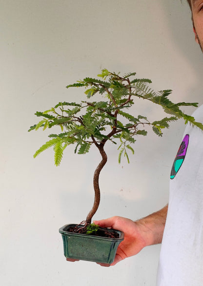 Tamarind Specimen Bonsai - 4 inch glazed pot