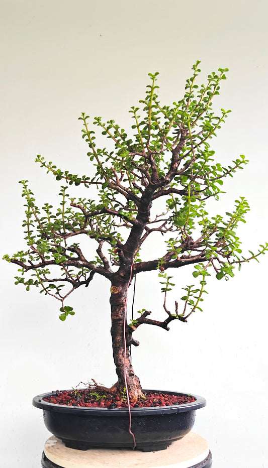 Dwarf Jade  - 15 Inch Plastic Bonsai Pot
