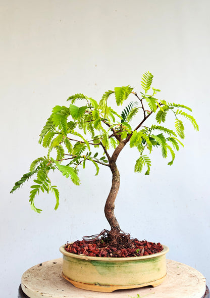 Tamarind Specimen Bonsai - 8 inch glazed pot