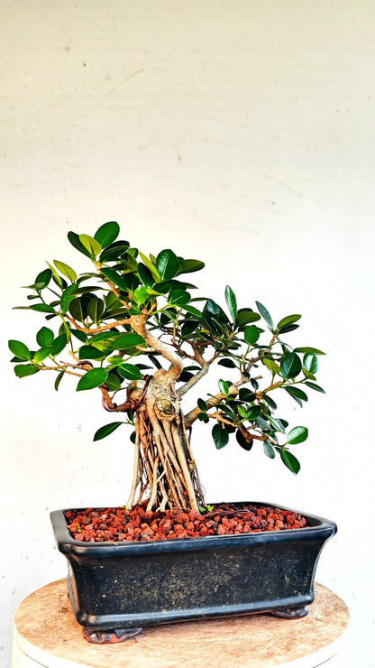 Green Island Ficus - 10 inch Glazed Rectangle