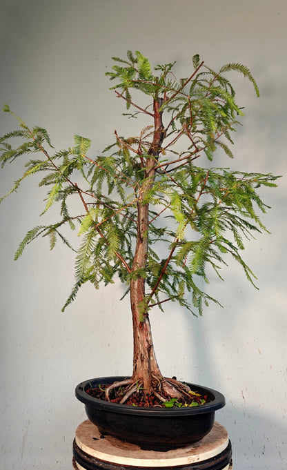 Bald Cyress Bonsai - 15 inch Plastic Pot