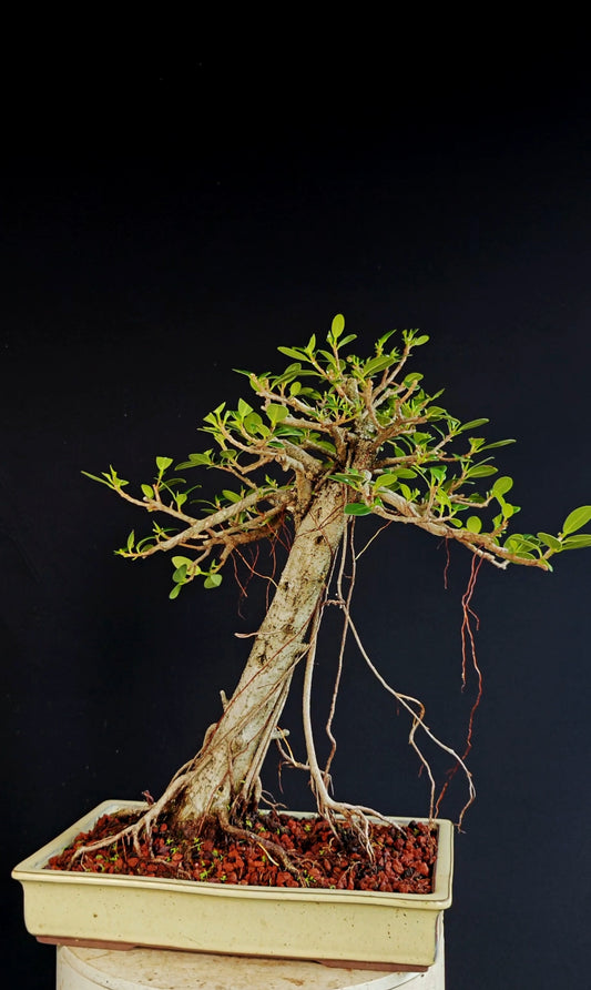 Green Island Ficus Specimen - 12 inch Shallow Glazed Rectangle