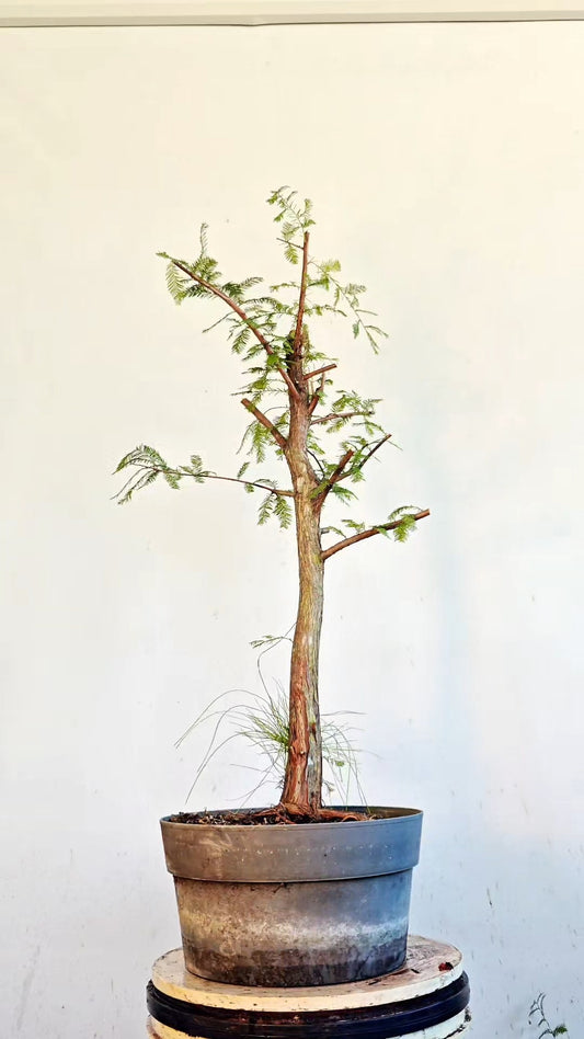 Bald Cyress Bonsai - 12 inch Plastic Pot