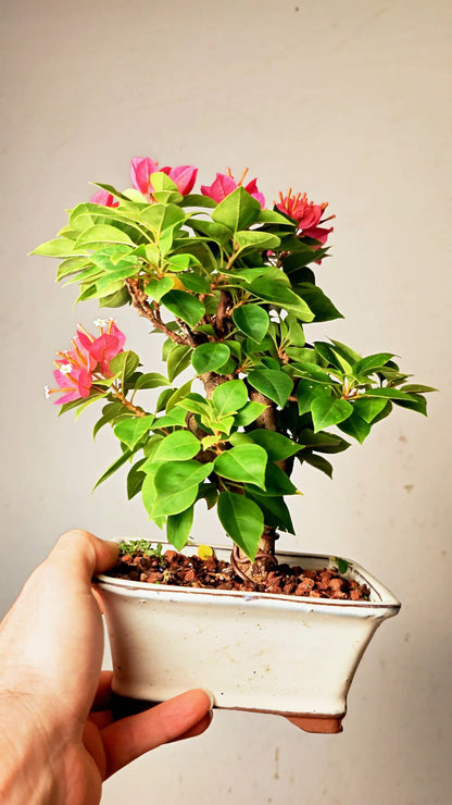 Pixie Bougainvillea Bonsai - 4 Inch Glazed Rectangle