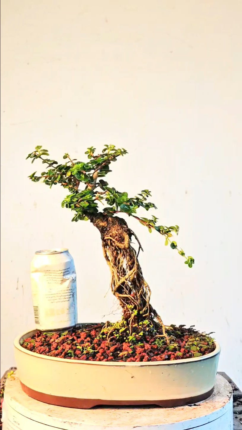 Flowering Premna Specimen - 12" Glazed Pot