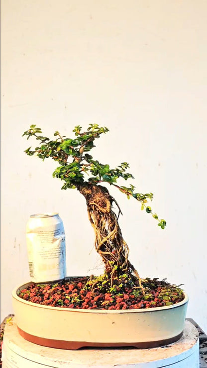 Flowering Premna Specimen - 12" Glazed Pot