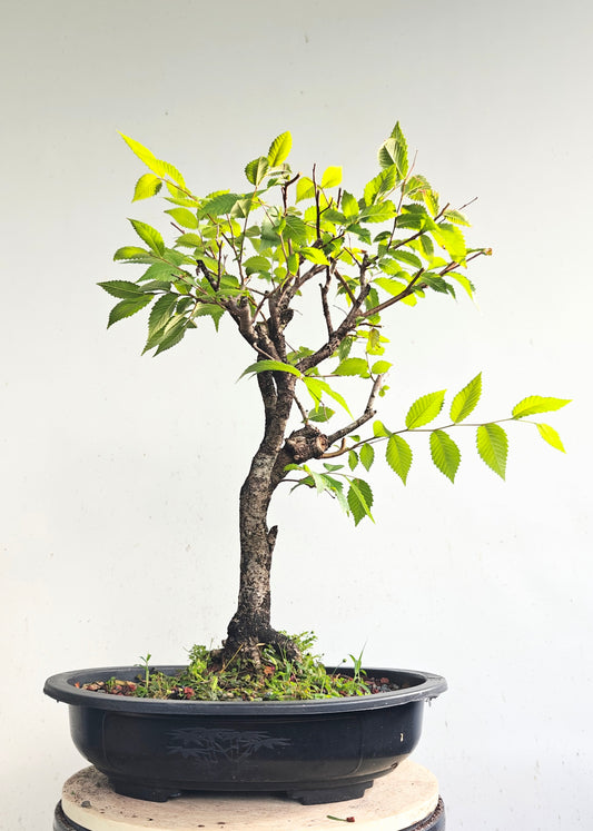 American Elm Bonsai - 15 Inch Plastic Pot