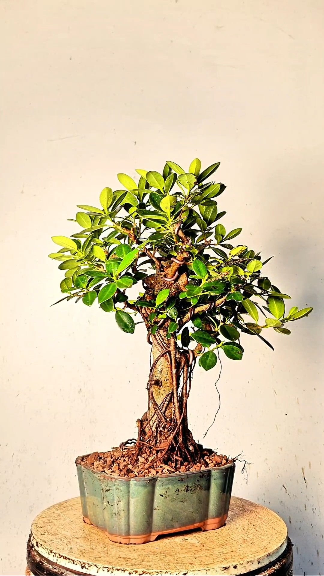 Green Island Ficus Specimen - 9 inch Glazed Japanese Rectangle