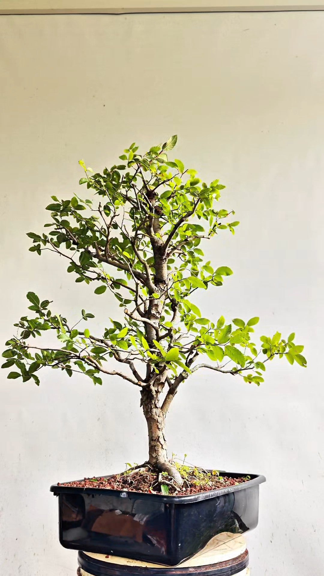 Cedar Elm Bonsai - 17 Inch Plastic Pot