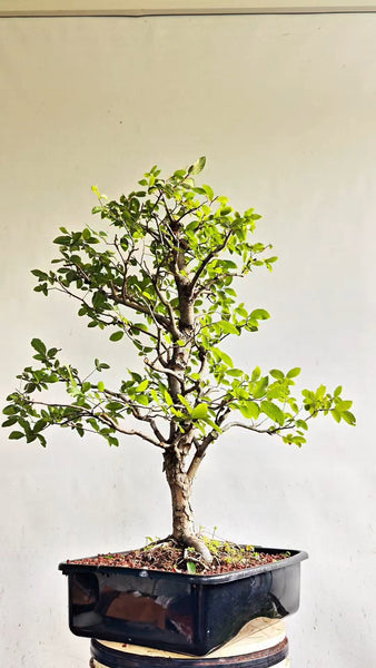 Cedar Elm Bonsai - 17 Inch Plastic Pot