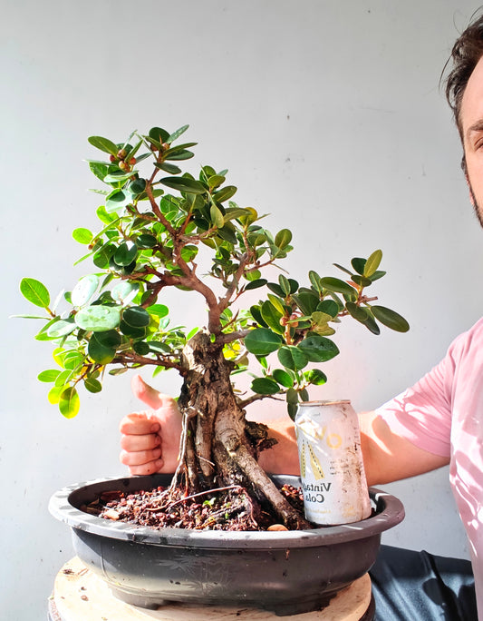 Green Island Ficus - 15 inch plastic pot