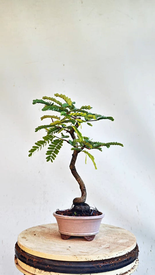 Tamarind Specimen Bonsai - 4 inch glazed pot