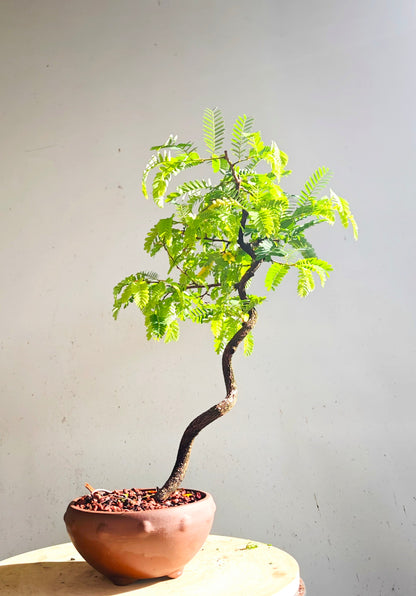 Tropical Tamarind Bonsai - 6 inch unglazed pot