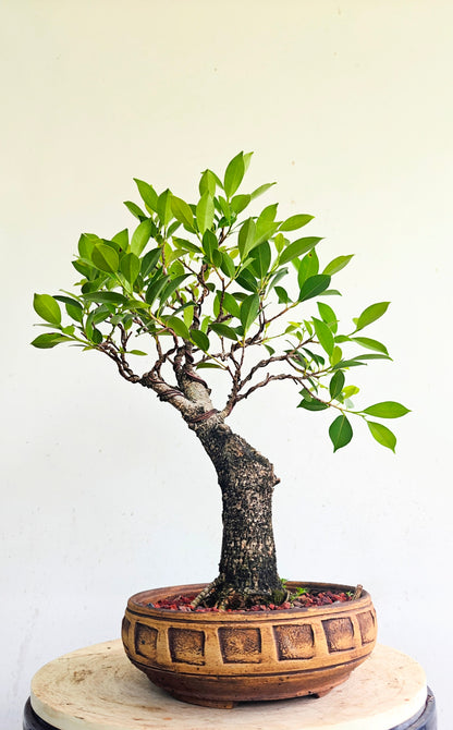 Tigerbark Ficus Bonsai
