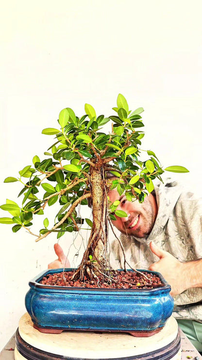 Green Island Ficus - 12 inch Glazed Rectangle