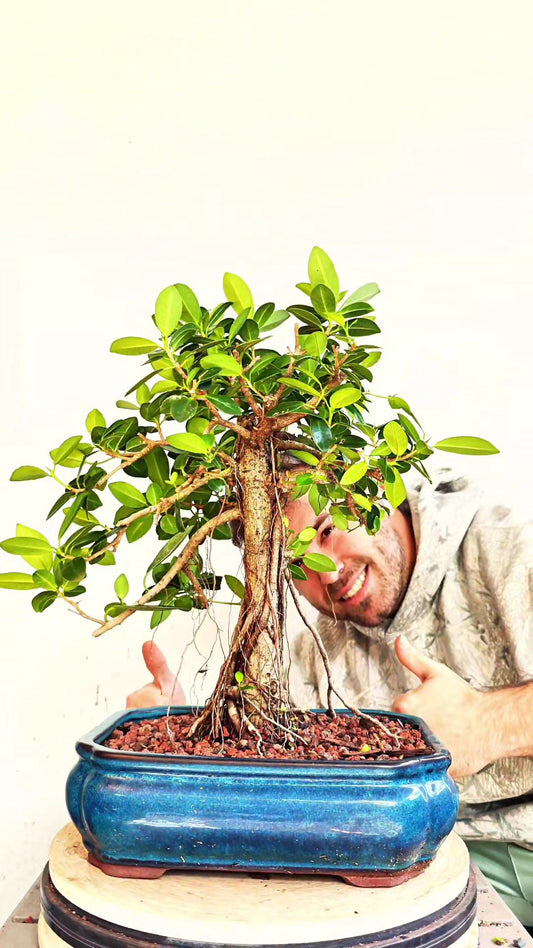 Green Island Ficus - 12 inch Glazed Rectangle