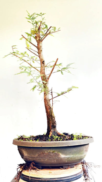 Bald Cyress Bonsai - 17 inch Plastic Pot