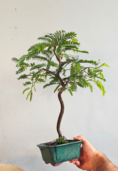 Tamarind Specimen Bonsai - 4 inch glazed pot