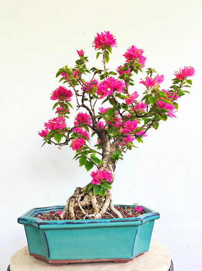 Pixie Bougainvillea Specimen Bonsai - 10 Inch Glazed Rectangle