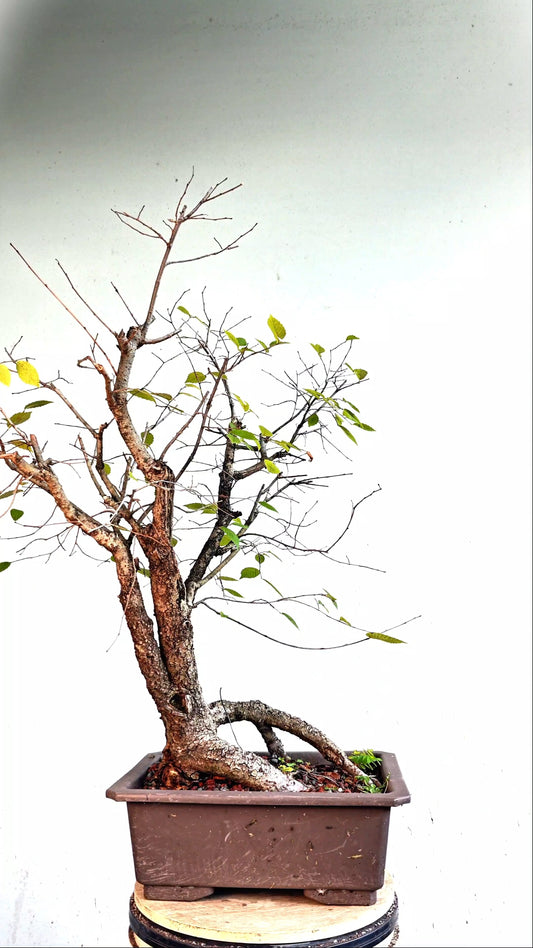 Multi Trunk American Elm Bonsai - 17 Inch Plastic Pot