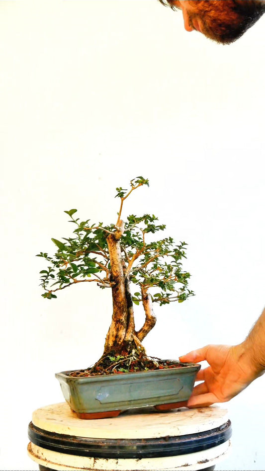 Flowering Premna Speicmen - 9" Glazed Pot