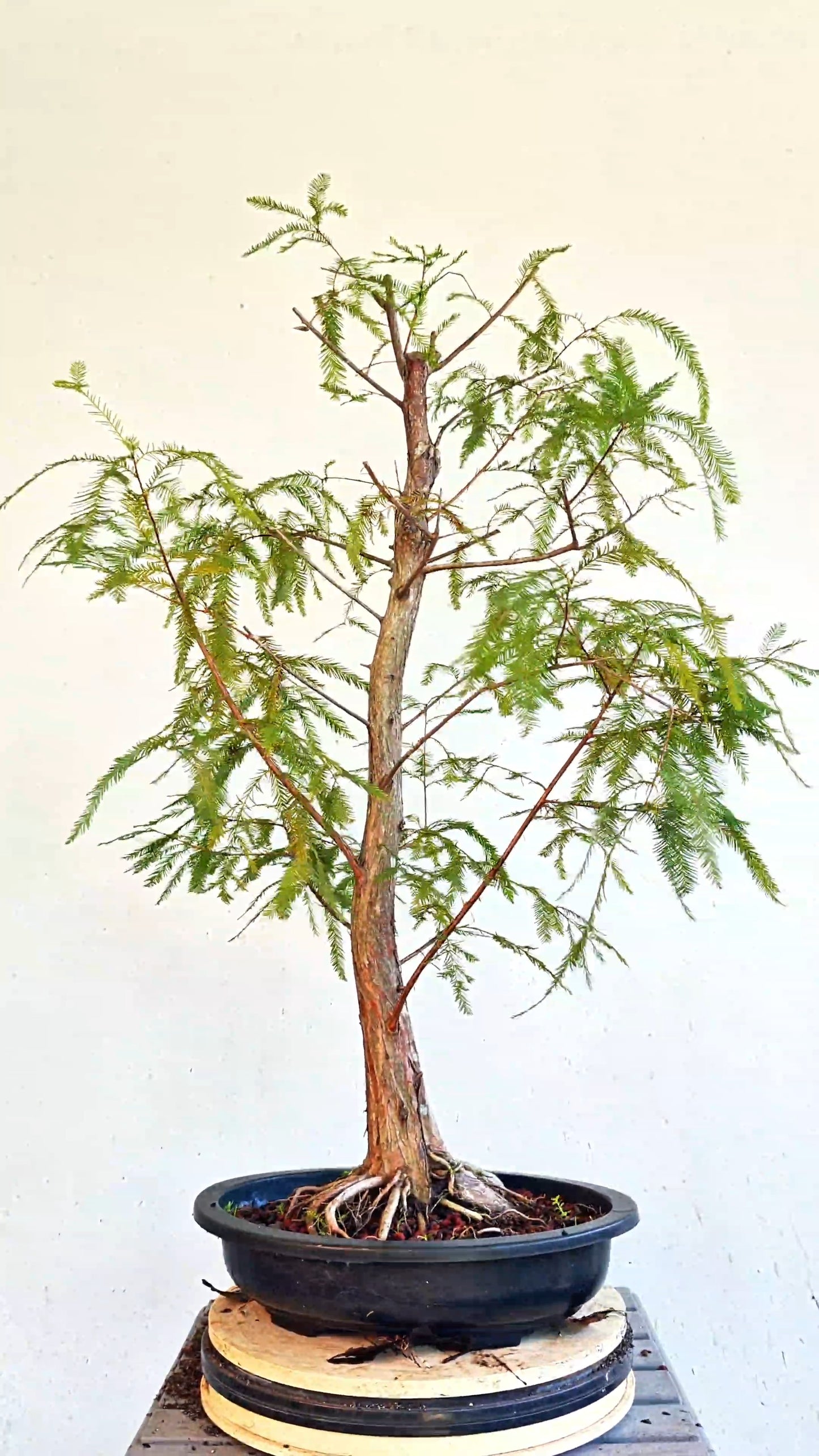 Bald Cyress Bonsai - 15 inch Plastic Pot
