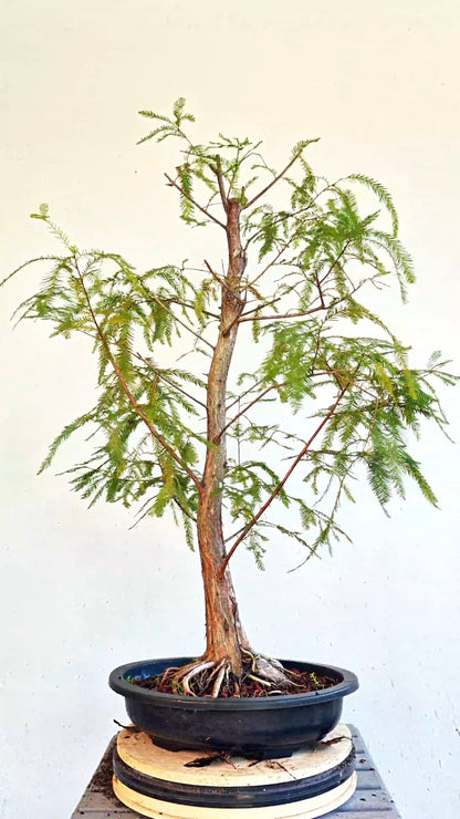Bald Cyress Bonsai - 15 inch Plastic Pot