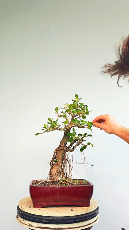 Green Island Ficus - Specimen Bonsai - glazed 10 inch pot