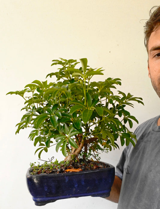 Dwarf Umbrella  Bonsai - 10 inch pot
