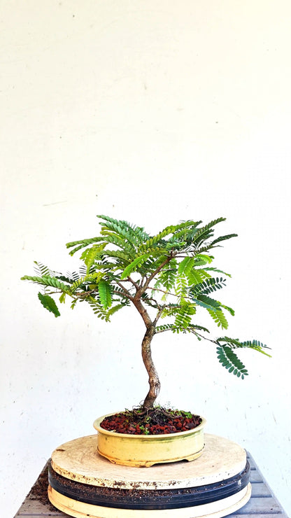 Tamarind Specimen Bonsai - 8 inch glazed pot