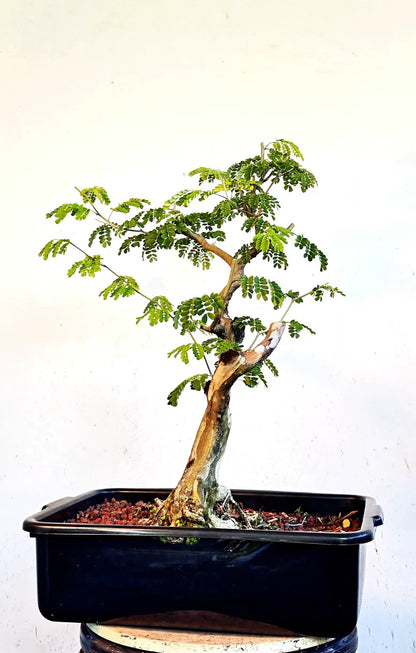 Thornless Flowering Brazilian Rain Tree - 15 Inch Plastic Pot