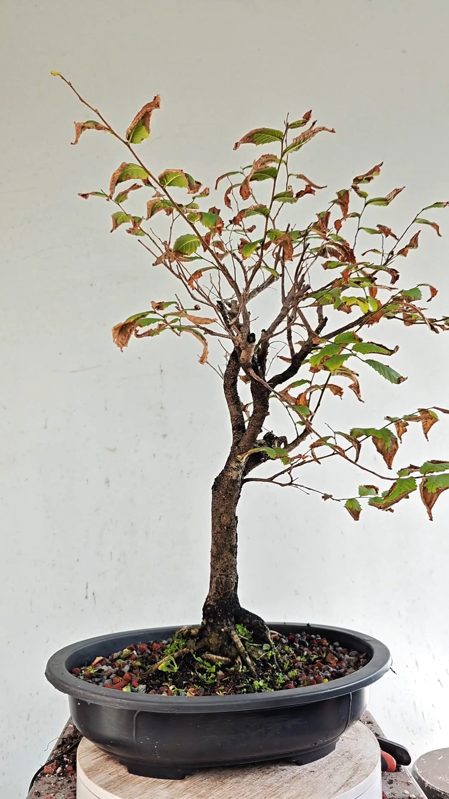 American Elm Bonsai - 15 Inch Plastic Pot