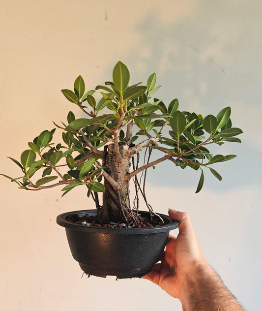 Green Island Ficus With Aerial Roots - 7 inch plastic pot