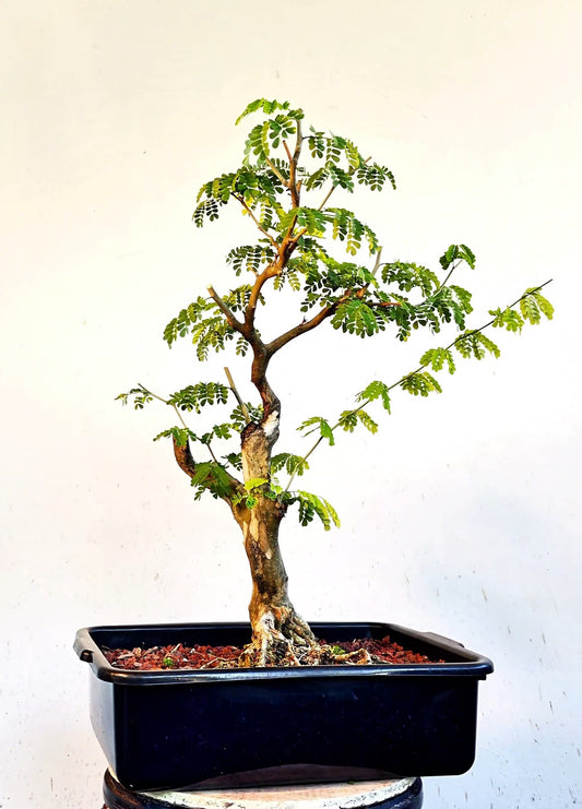 Thornless Flowering Brazilian Rain Tree - 15 Inch Plastic Pot